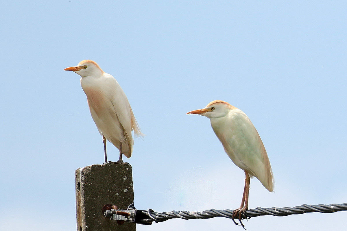 Koereigers